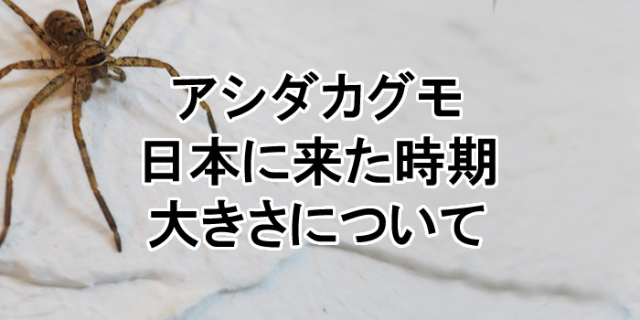 アシダカグモの子供の特徴と大きさや数が大量となる理由 昆虫バイブル